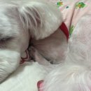 그루밍 봄 이미지