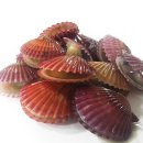 더가리비 이미지