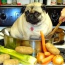 개밥그릇 이미지