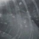 라뽀동물병원 이미지