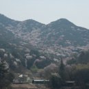 20230412 산벚꽃의 담양 고비산高飛山(463.2m) 정상 원점 회기 일주 이미지