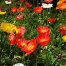 7월 28일의 꽃은 '꽃양귀비 (=개양귀비, Flanders poppy, flower poppy)' 이미지