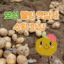 회천참다래 | 보성군 ‘웰빙 햇감자’ 수확이 한창이라고 하네요 ~ ! 보성감자
