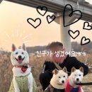 이룸외과동물병원