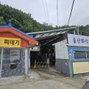 울산회식당 | 울진 울산회식당 잡어물회 맛집?! 재방문 후기