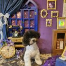 은밀하개위대하개 이미지