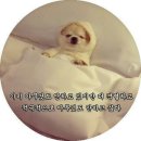 집돌이