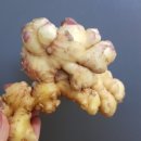 금손농장 이미지
