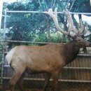 사슴목장 이미지