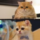 애월캐터리 이미지