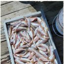 대자연낚시 이미지