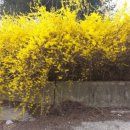 개나리농장 이미지