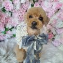 개이쁜냥 이미지