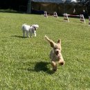 돋보이 개 이미지