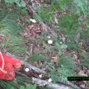 재활운동 백두대간 버섯답사및 목청답사산행.110 (여러곳) 이미지
