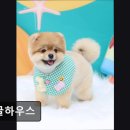 댕글하우스 이미지
