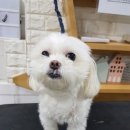 마이펫살롱 이미지