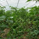 정재관농장 이미지