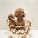 모모티디 독 쌀롱 반려견 미용 계림점 이미지