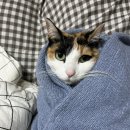 퍼에버 그루밍 | 나무의 일기 37