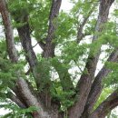 장덕리은행나무 이미지