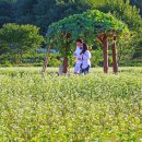 메밀목장 이미지