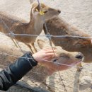 진사슴농장 이미지