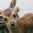 전라남도야생동물구조관리센터 이미지