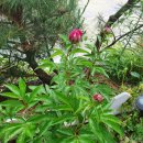 다섯 난장이 이미지