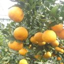 사은농장 이미지