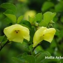 한라수목원 이미지