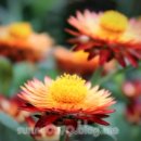 로단테(Rhodanthe) 이미지