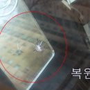 카글라스차유리
