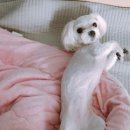 에스티씨엘 이미지