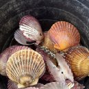 홍포차 | [동탄야장포차맛집] 명량수산포차-홍가리비찜 후기｜동탄대방어맛집·제철 석화·대하구이·모둠회