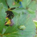 토마토빌리지펜션 이미지