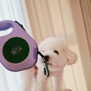 마음의 산책3 | 강아지 자동목줄 추천, 밤산책 필수템 몽몽 LED 목줄 후기