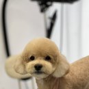 강아지 미용실 이미지