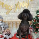 멍멍아 미용하자 이미지