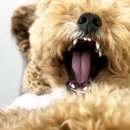 마이리틀메이트 이미지