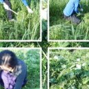 심다누그래스비프 이미지