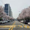 부천제일시장 벚꽃길 네이버블로그