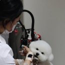 퍼피빌리지 이미지