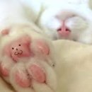 고양이발 이미지