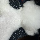 다정한 개아빠 이미지