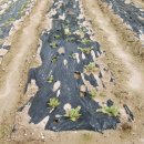 지성농장 이미지