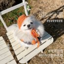 반려:犬 2호점 | [제주 애견동반 독채숙소] 제주감성 충만, 더할 나위 없었던 제주오젠 한경