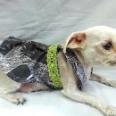 서구애견센타 이미지