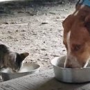 우리개 우리냥이 이미지