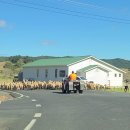 신의교 인근 공중화장실 | 뉴질랜드 북섬 여행 카와카와 세계에서 가장 아름다운 훈데르트바서 공중화장실과 메모리얼 파크